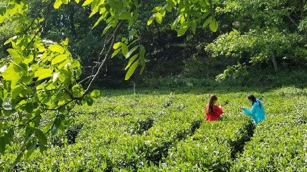 隴南文縣茶產業(yè)成脫貧群眾增收基礎