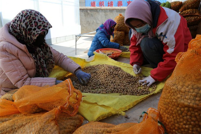 了不起！甘肅定西馬鈴薯良種出口7個(gè)國家