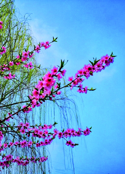 銅城桃花嫵媚綻放！君莫宅家辜負春光美景