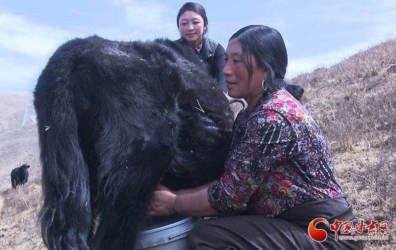 甘肅合作：高原上盛開(kāi)了一朵美麗的“格?；ā保▓D）