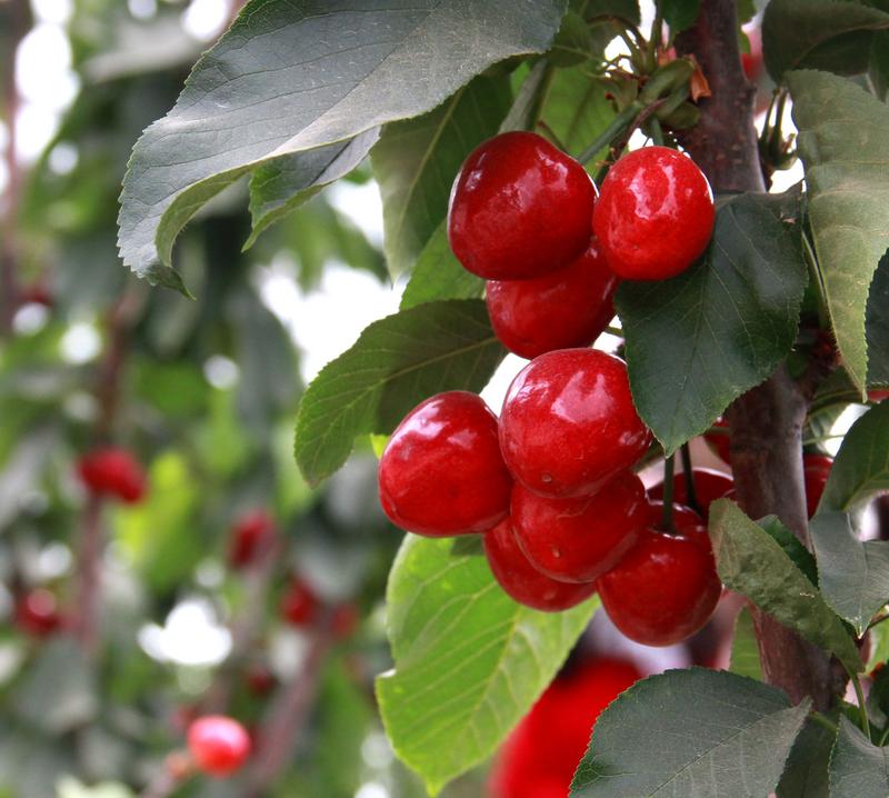 趕緊約起來！民勤紅旗谷櫻桃采摘園開園啦！