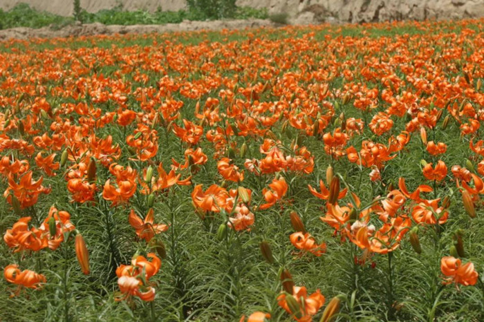 1589729635699244.jpg 2.jpg