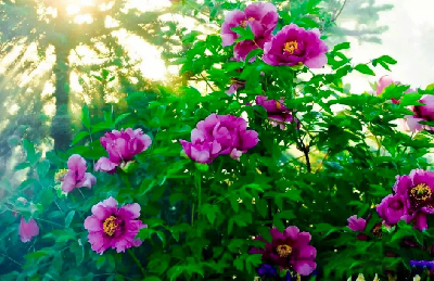 【“甘味”故事】“百花王”駕到！國色傾城正當(dāng)時