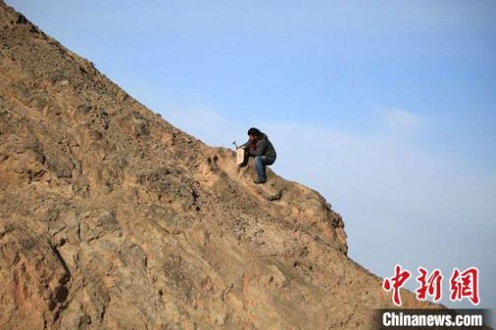 圖為敦煌“80后”畫家張杰龍?jiān)诙鼗腿Ｉ嚼锊杉V石顏料。(資料圖)受訪者供圖