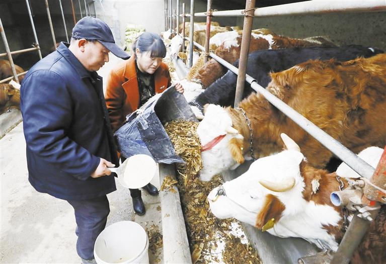 我和我的家鄉(xiāng)丨定西臨洮縣黨家墩村：“?！碑a(chǎn)業(yè)帶來“?！比兆?>
        </a><em>我和我的家鄉(xiāng)丨定西臨洮縣黨家墩村：“?！碑a(chǎn)業(yè)帶來“牛”日子</em></li>
    <li><a  target=