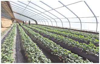 “企業(yè)+農戶”增收致富有模式