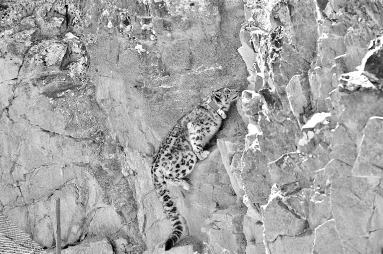 首例！肅北鹽池灣保護(hù)區(qū)一只雪豹被戴上定位項(xiàng)圈