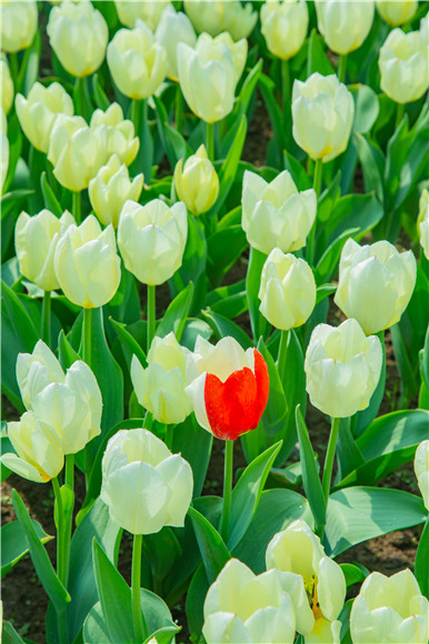 花叢中，別具一格。羅云希 攝