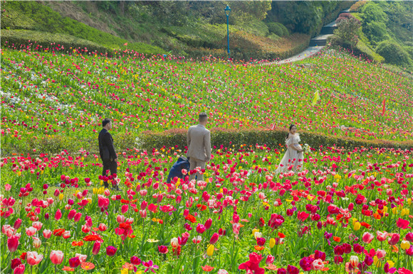 花海間，拍上一組美美的婚紗照。羅云希 攝