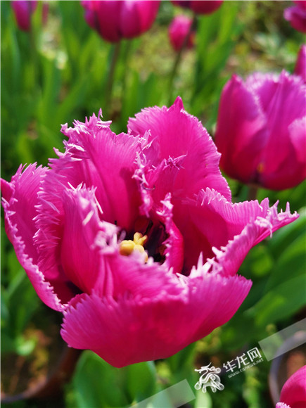 特色郁金香品種，花邊呈鋸齒狀。華龍網(wǎng)—新重慶客戶端記者 舒婷 攝