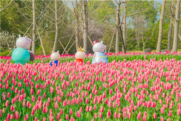 長壽湖郁金香次第開放。羅云希 攝