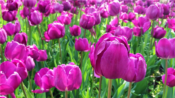 紫色郁金香。華龍網(wǎng)—新重慶客戶端袁舒含 攝