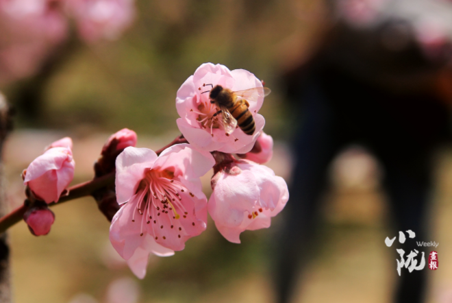 【小隴畫報(bào)·113期】最美人間四月天，灼灼桃花映秦安