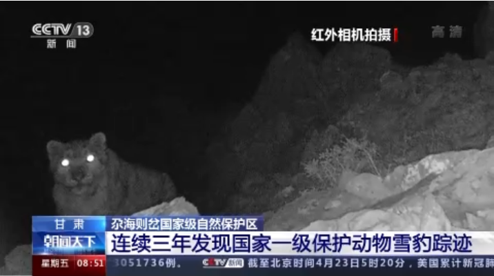 “大貓”出沒！甘肅尕海則岔保護區(qū)連續(xù)三年發(fā)現(xiàn)雪豹蹤跡