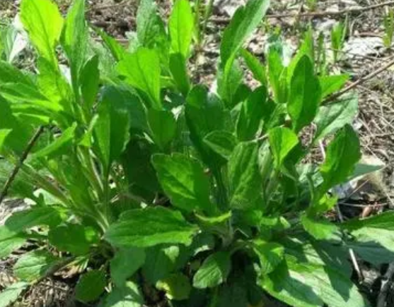 注意！路邊的野菜可不能亂采