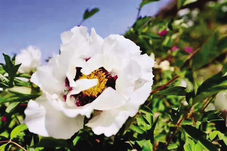 蘭州榆中縣和平鎮(zhèn)牡丹花開(kāi)迎客來(lái)