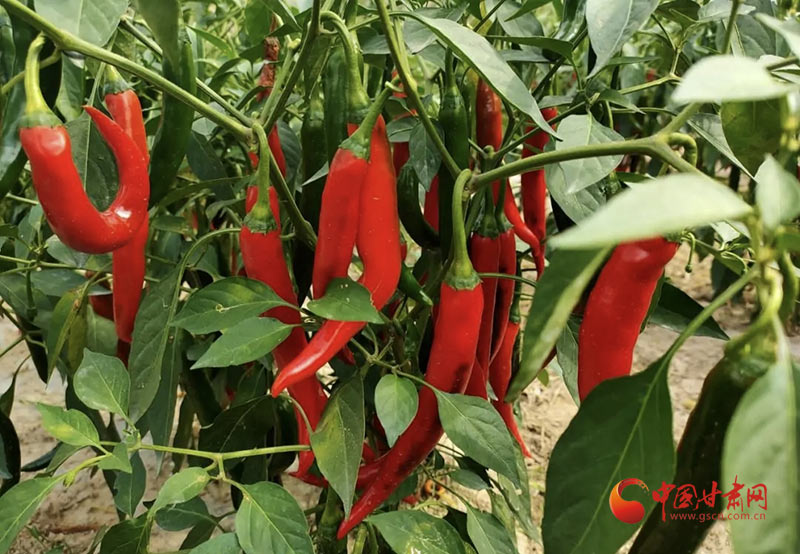 武都：“雙椒”套種綠了荒山 富了農(nóng)