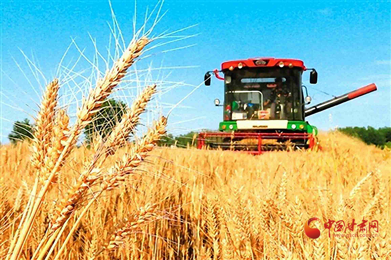 【小康圓夢(mèng)·看甘肅】瓜州：風(fēng)吹麥浪香 顆粒忙歸倉