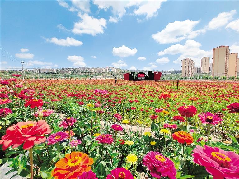 入秋以來(lái)臨夏州東鄉(xiāng)縣城400畝10多個(gè)品種的各色菊花競(jìng)相綻放