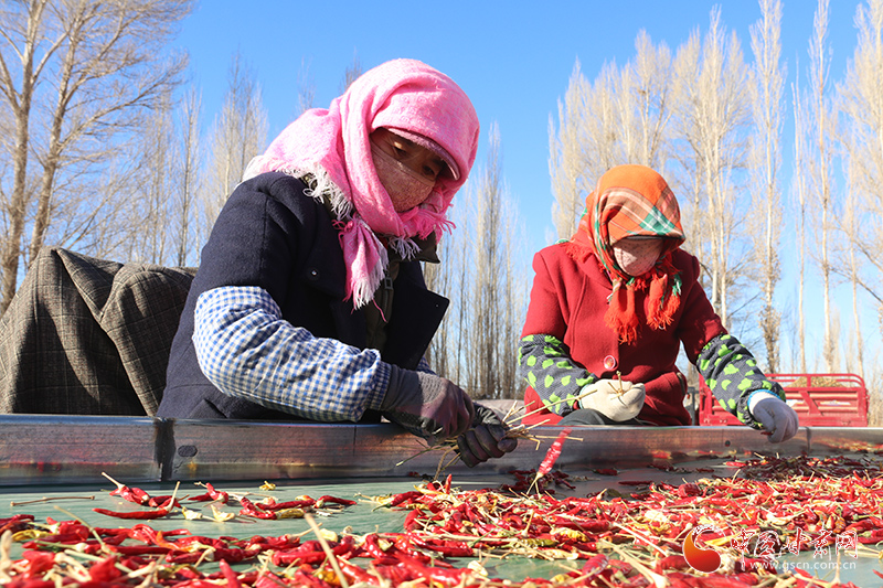 【甘快看】臨澤蓼泉鎮(zhèn)：辣椒豐產(chǎn)增收入 定點(diǎn)收購(gòu)解民憂(yōu)