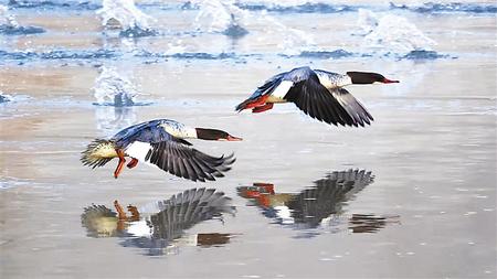 定西漳縣 好生態(tài)引來(lái)百鳥棲
