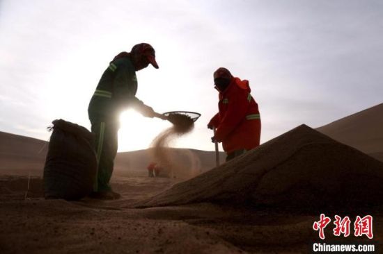 圖為“駱駝保姆”用土方法清理駝糞?！垥粤?攝