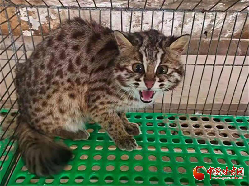 甘肅靈臺(tái)警方成功救助一只國家二級重點(diǎn)保護(hù)野生動(dòng)物豹貓