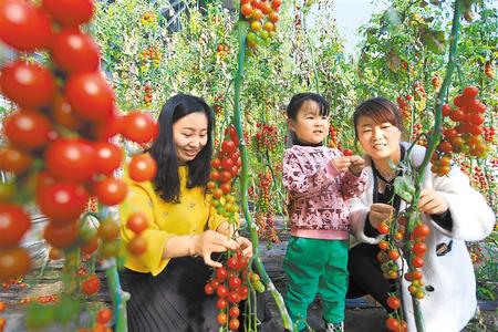 酒泉市肅州區(qū)東洞戈壁產(chǎn)業(yè)園里的圣女果、人參果陸續(xù)成熟上市