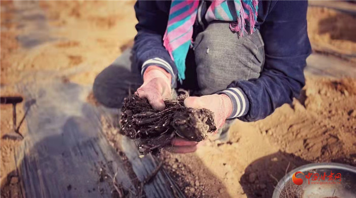 【隴拍客】好消息！榆中縣馬坡鄉(xiāng)在高海拔的馬銜山山麓種植1500畝當(dāng)歸