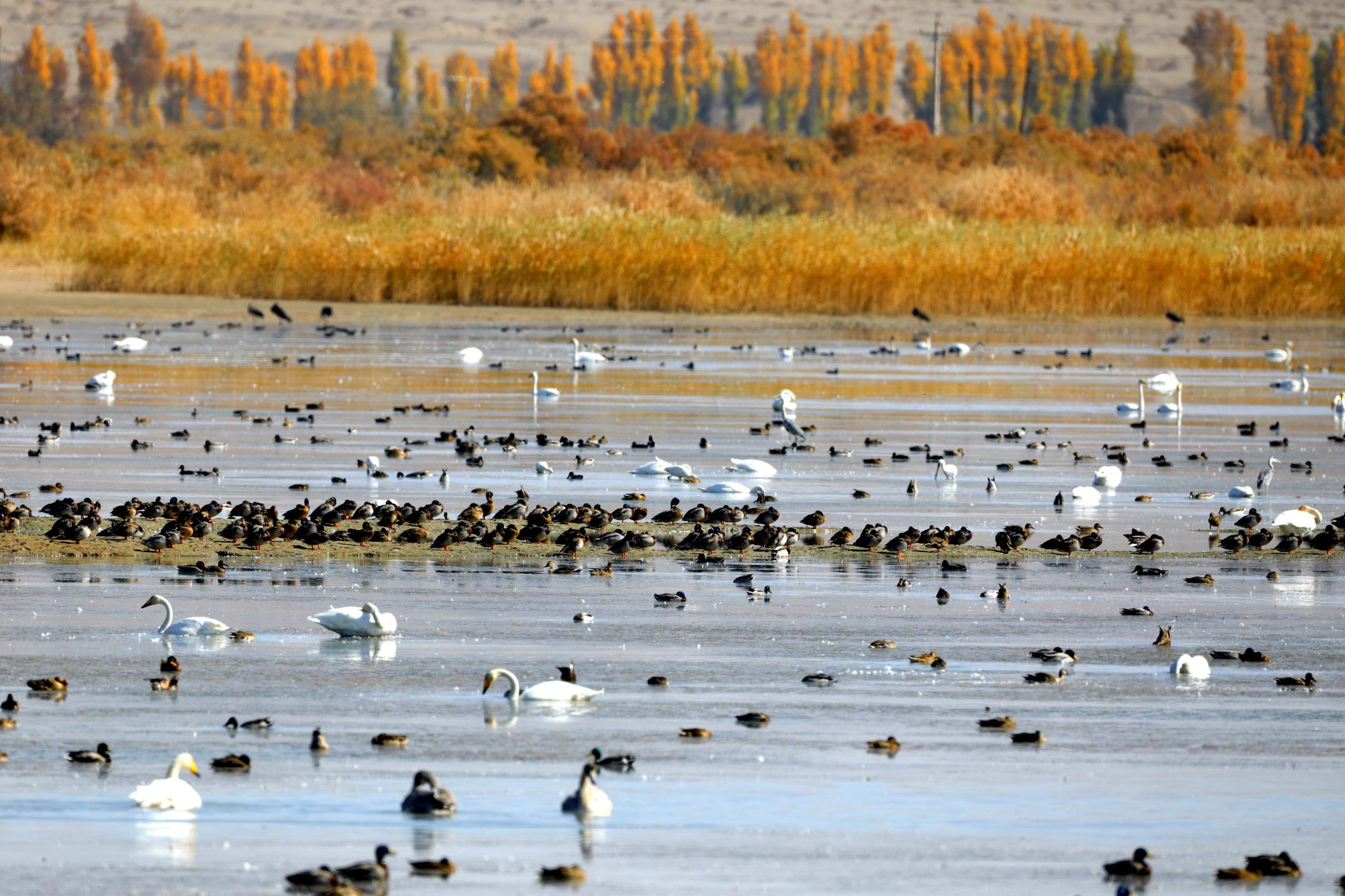 天鵝飛抵高臺(tái)縣黑河濕地嬉戲覓食、棲息越冬。尹昭霞攝