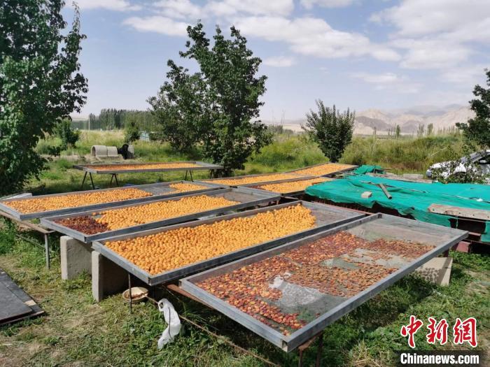 圖為肅北蒙古族自治縣的“李廣杏”。(資料圖) 受訪者供圖