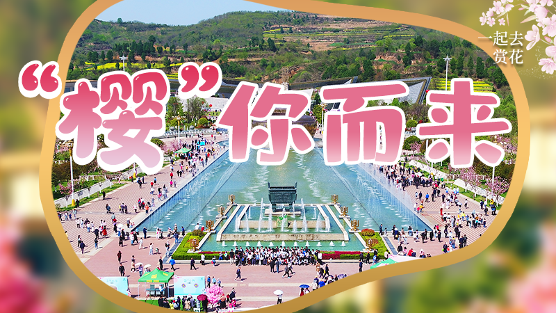 海報(bào)|春色爛漫，一組海報(bào)“云賞”櫻花盛開