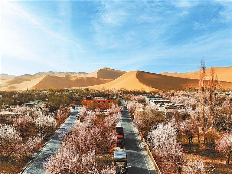 近日，敦煌鳴沙山下的李廣杏杏花陸續(xù)開(kāi)放，美如畫(huà)卷。新甘肅·甘肅日?qǐng)?bào)通訊員　張曉亮