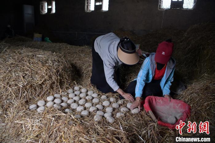 酒曲成型之后入曲房，入室之前要灑水，再鋪青稞草，防止曲塊的水分被吸走，曲房內(nèi)有通風(fēng)道、窗戶、暖氣、電熱爐等各種控制曲房溫度的設(shè)備。圖為5月10日，工作人員將成型的曲塊搬運(yùn)到曲房。九美旦增　攝