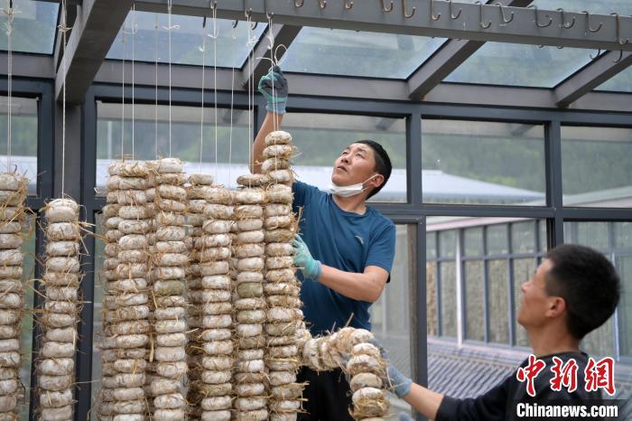 圖為5月10日，工作人員將用青稞面和青稞草等制成的曲坯用繩子串起來晾曬。九美旦增　攝