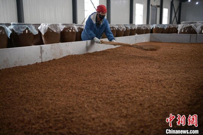 圖為5月10日，工作人員整理鋪撒的酒醅。九美旦增　攝