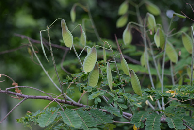 1741593269886724.jpg DSC_7311.JPG