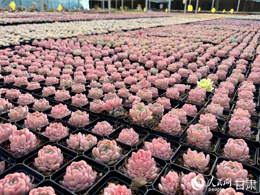 蘭州鑫源現(xiàn)代農(nóng)業(yè)休閑觀光旅游景區(qū)多肉大棚。人民網(wǎng)記者 焦隆攝