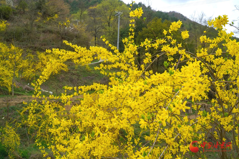 西和：“苦連翹”種出百姓“甜日子”