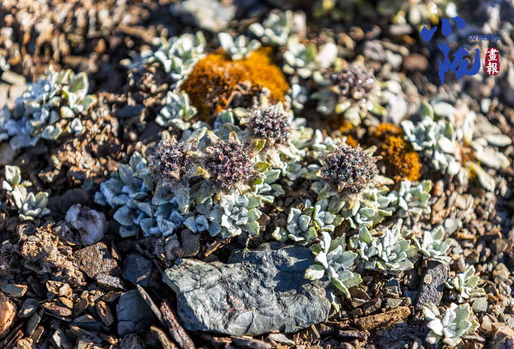 張掖 植物無(wú)聲息 生命有回響