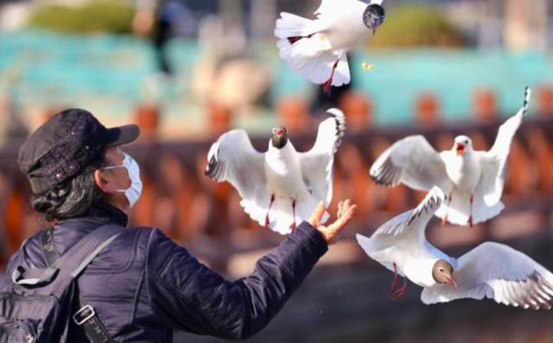 銀川迎黑鸛成群到訪 生態(tài)改善引候鳥棲居