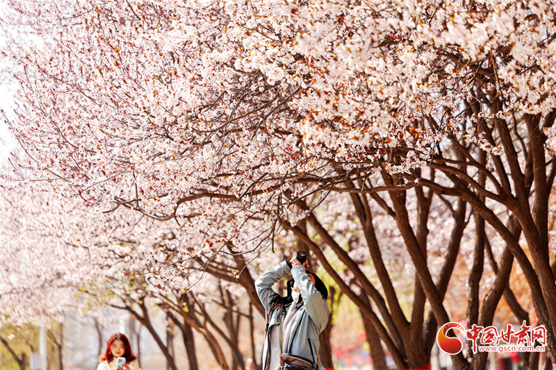 網絡中國節(jié)·清明丨隴原春色正好 這份出行參考助你暢游花海